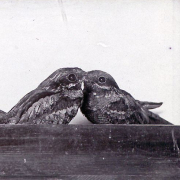 Nachtschwalben Jungvögel