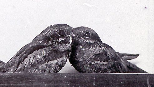 Nachtschwalben Jungvögel