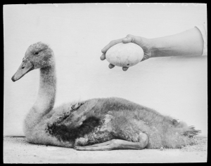 Junger Höckerschwan, aufgenommen am 23.07.1922