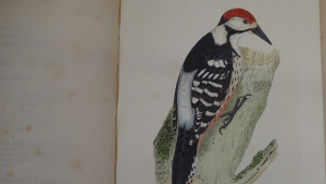 Bree, Charles Robert: A history of the birds of Europe, not observed in the British Isles / by Charles Robert Bree, Esq., M.D. London : Groombridge and Sons, Vol. 3. 1864. Staatsbibliothek zu Berlin – PK. Lizenz: CC-BY-NC-SA