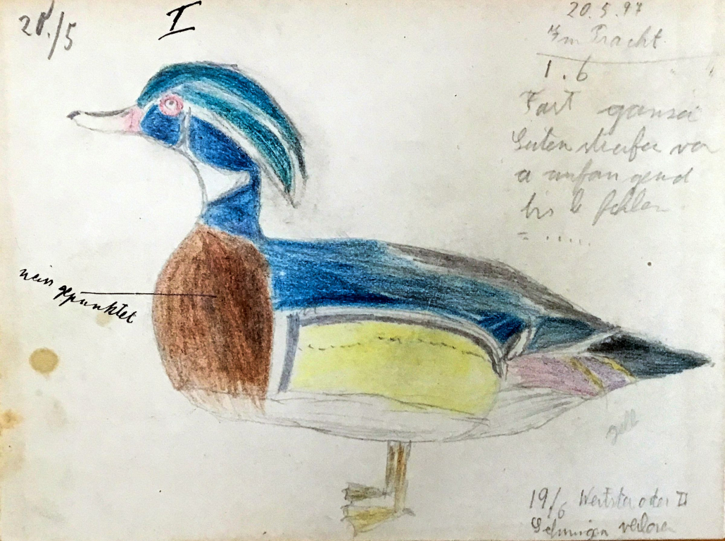 Eine Brautente: Zeichnung von Oskar Heinroth mit Notizen vom 20. Mai 1897