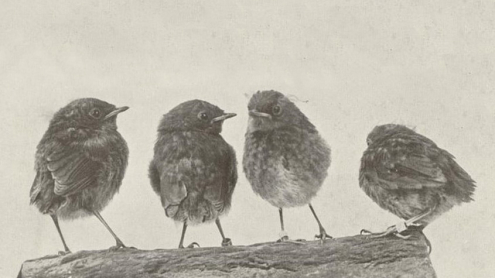 Vier Rotkehlchen, Band 1