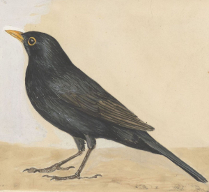 Die Amsel