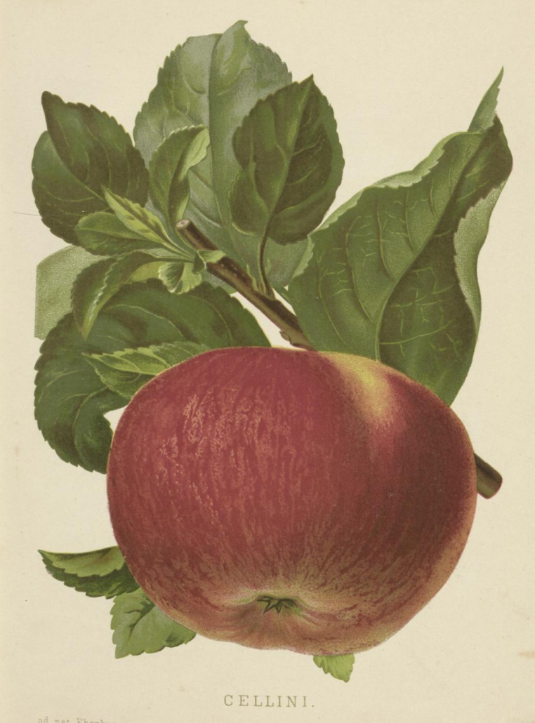 Apfel „Cellini“ (Gaucher, N.: Pomologie des praktischen Obstbauzüchters © Public Domain Mark 1.0)