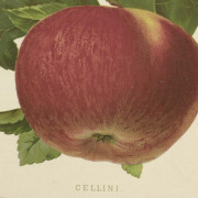 Apfel „Cellini“ (Gaucher, N.: Pomologie des praktischen Obstbauzüchters © Public Domain Mark 1.0)