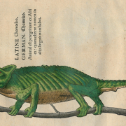 Conrad Gessner: Icones Animalium Quadrupedum Viviparorum Et Oviparorum. Zürich: Froschauer 1553. SBB-PK: 2" Lk 3636.