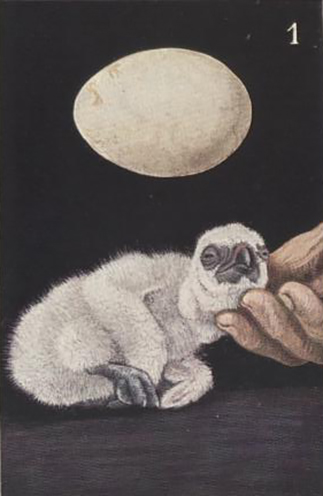 Gänsegeierküken, Band 2