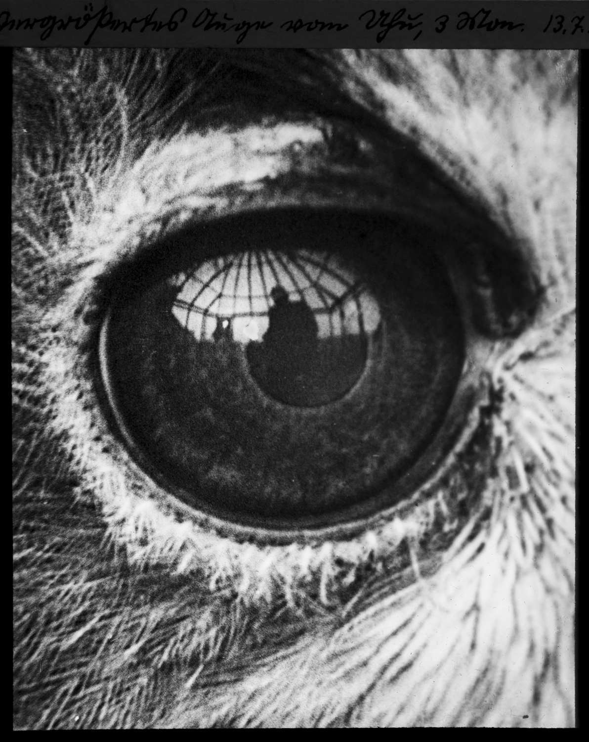 Oskar Heinroth im Auge des Uhus (Oskar Heinroth, Nachl. 137; Fotograf