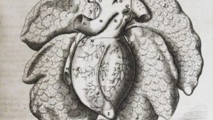Darstellung des Herzens von Julius Casserius in: Anatomische Tafeln, Franckfurt a. M. 1656, Signatur: Kt 10282 (R), Staatsbibliothek zu Berlin - Lizenz: CC-BY-NC-SA 3.0