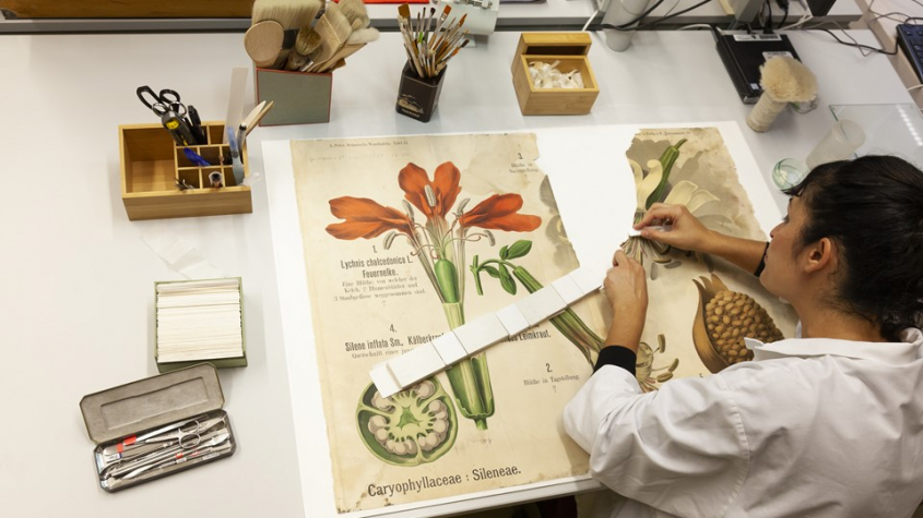 Restaurierung botanischer Tafeln. Foto: Staatsbibliothek zu Berlin-PK - CC BY-NC-SA 4.0