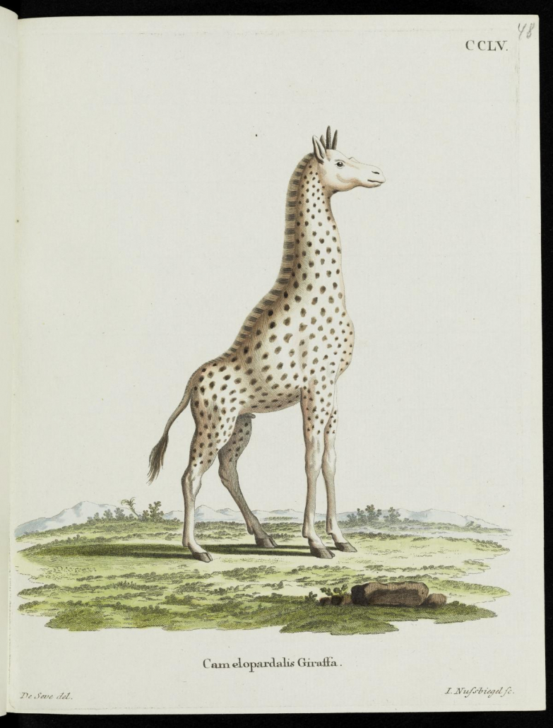 Johann Christian Daniel Schreber: Giraffe