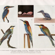Eisvogel: Vögel Mitteleuropas, Band 1, Tafel XLVII
