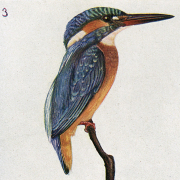 Eisvogel: Altes Tier