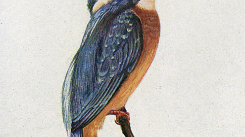Eisvogel: Altes Tier