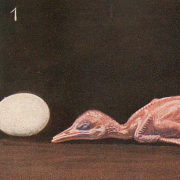Eisvogel: Nacktes Nestjunges