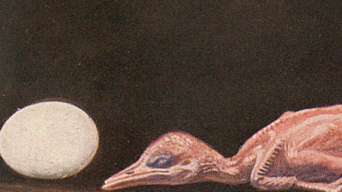 Eisvogel: Nacktes Nestjunges