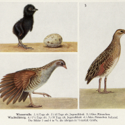 Vögel Mitteleuropas, Band 3, Tafel C