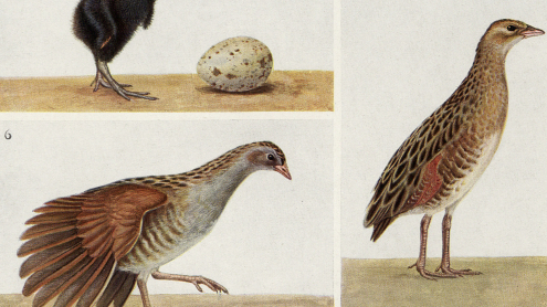 Vögel Mitteleuropas, Band 3, Tafel C