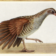 Wachtelkönig: Altes Männchen balzend