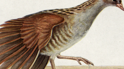 Wachtelkönig: Altes Männchen balzend