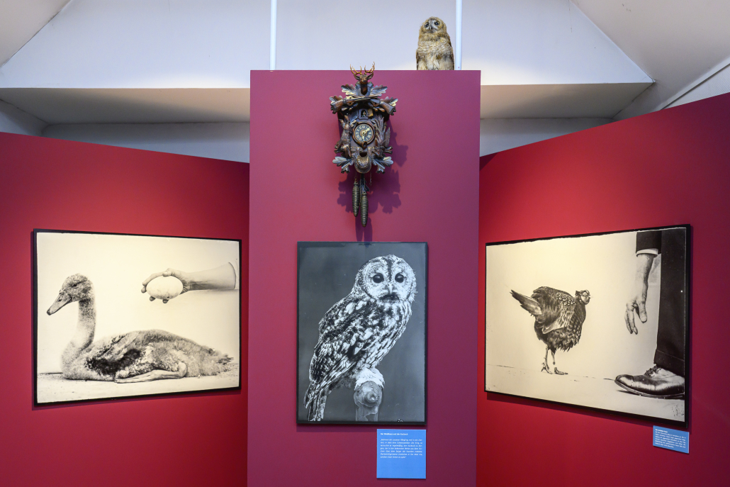 Der Waldkauz versuchte zu jeder vollen Stunde den Kuckuck aus der Uhr zu erbeuten, was er merkwürdigerweise nie schaffte.