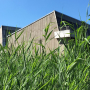 Foto einer Wiese, im Hintergrund ist das Gebäude der Staatsbibliothek zu sehen.