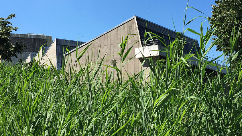 Foto einer Wiese, im Hintergrund ist das Gebäude der Staatsbibliothek zu sehen.